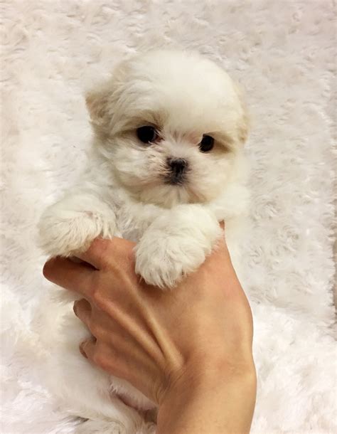 Sun Valley Shih Tzu& Chihuahua mix puppies. . Puppies for sale in los angeles